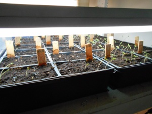 My tomatoes were a little confused today because I put them in the window while I was rearranging. They spent all day leaning south toward the sun, then I go and confuse them by putting them back under lights. They'll straighten up tomorrow.